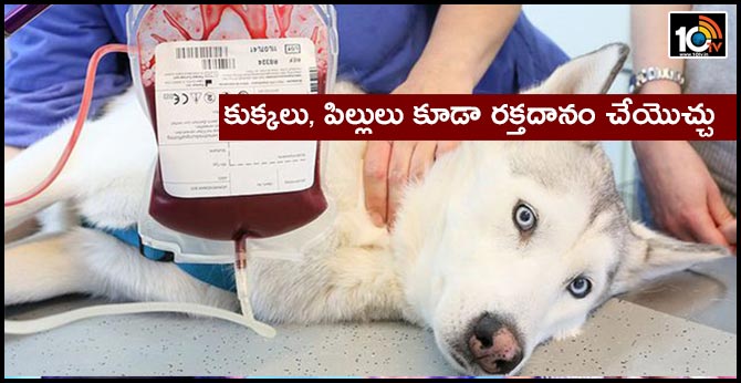 Dogs and Cats Can Donate Blood