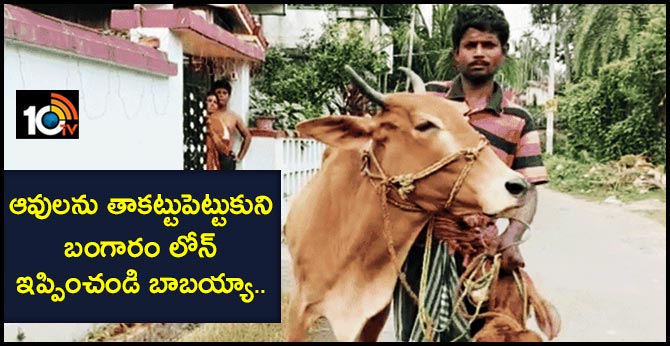 Farmer seeks gold loan for cow
