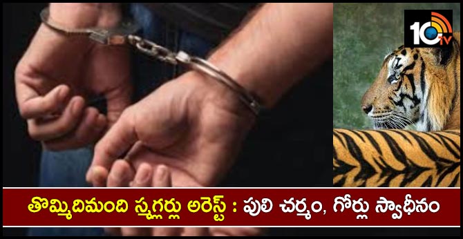 Forest officers arrested 9 smugglers .. Tiger skin ... 17 nails seized