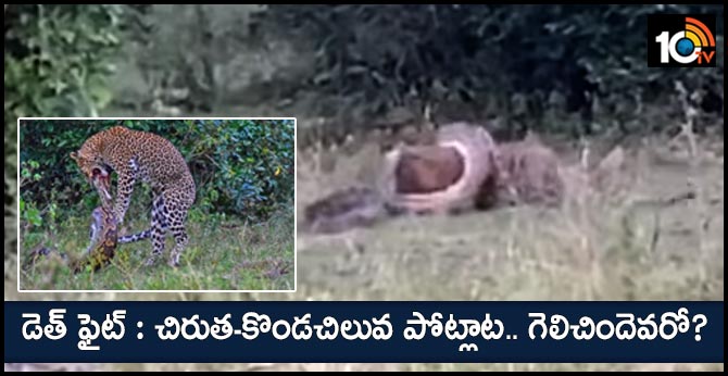 Leopard And Python Caught In A Death Match Video Viral