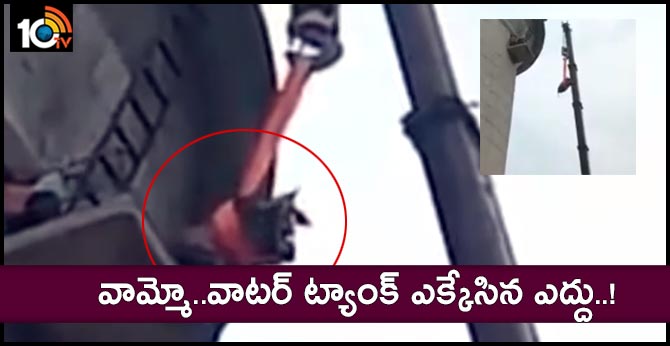 Haryana Kheda Murar,  OX climbs 125 ft high water tank in bawal feat water tank