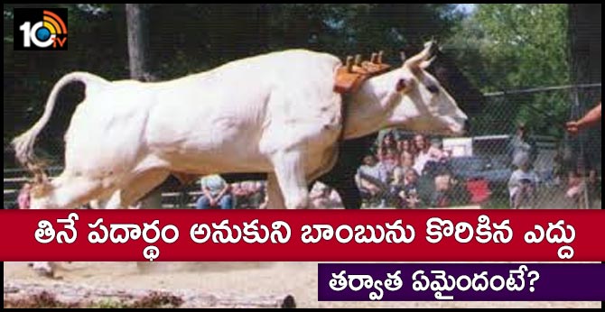 తినే పదార్థం అనుకుని బాంబును కొరికిన ఎద్దు.. తర్వాత ఏమైందంటే? తినే పదార్థం అనుకుని బాంబును కొరికిన ఎద్దు.. తర్వాత ఏమైందంటే?