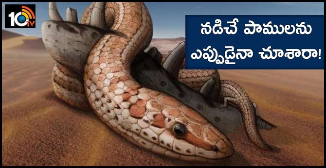 Snakes Had Back Legs For 70 Million Years Before
