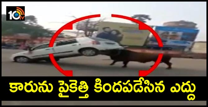 The bull lifts car with angry