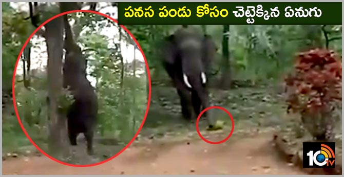 Video of Elephant Climbing Tree to Pluck Jackfruit Goes Viral