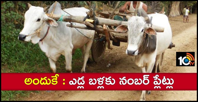 bullock carts with number plates run in bijapur 33 villages chhattisgarh