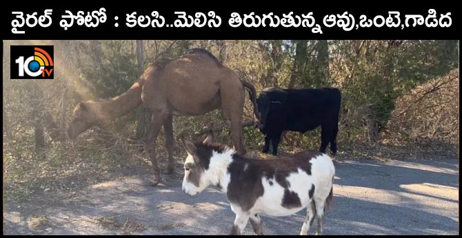 camel,donkey, cow, found wandering together on kansas road