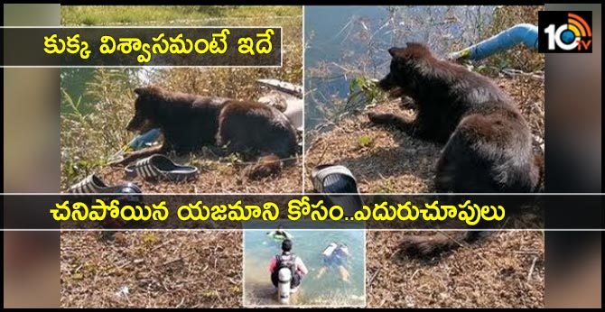 dog waits by side of pond whimpering after owner slips and drowns