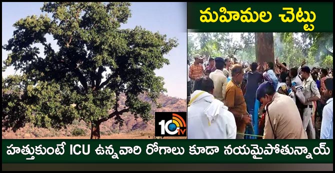 మహిమల చెట్టు : హత్తుకుంటే ICU ఉన్నవారి రోగాలు కూడా నయమైపోతున్నాయ్ మహిమల చెట్టు : హత్తుకుంటే ICU ఉన్నవారి రోగాలు కూడా నయమైపోతున్నాయ్