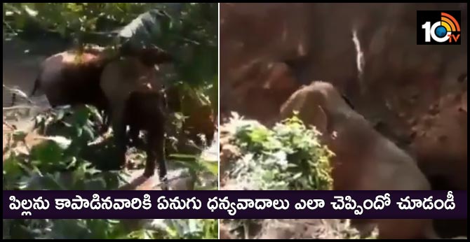 mother elephant thanks forest staff who helped rescued her calf