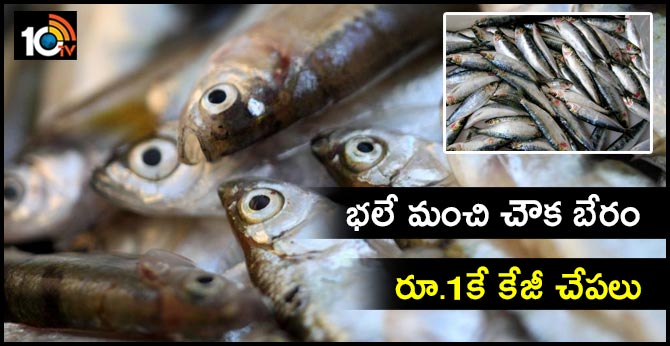 భలే మంచి చౌక బేరం : రూ.1కే కేజీ చేపలు భలే మంచి చౌక బేరం : రూ.1కే కేజీ చేపలు