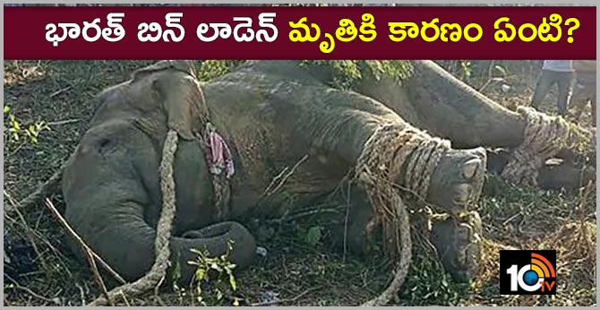 reason behind bin laden elephant death