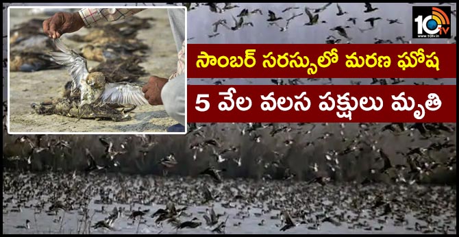 సాంబర్ సరస్సులో మరణ ఘోష : 5 వేల వలస పక్షులు మృతి సాంబర్ సరస్సులో మరణ ఘోష : 5 వేల వలస పక్షులు మృతి