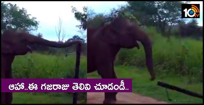 watch video how smart elephant breaks electric fenceing