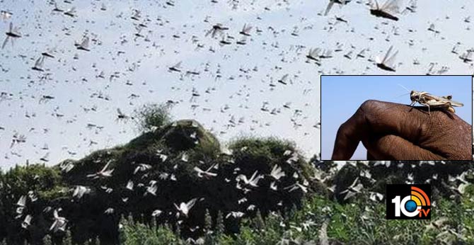 After massive locust invasion from Pakistan, Centre sends 11 teams to Gujarat