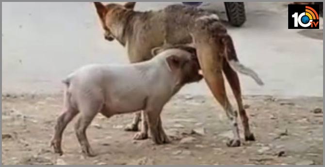 తల్లిప్రేమ : ఆకలితో ఉన్న పందిపిల్లకు పాలిచ్చిన కుక్క తల్లిప్రేమ : ఆకలితో ఉన్న పందిపిల్లకు పాలిచ్చిన కుక్క