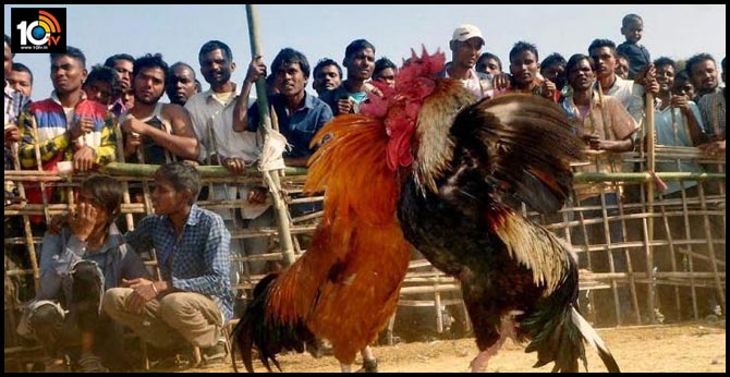 High Court key comments on Sankranti Cock Fight