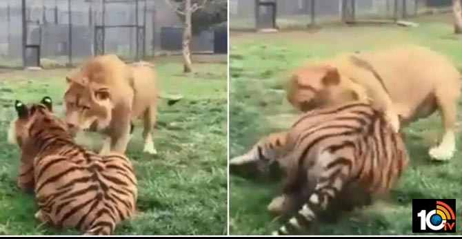 Lion gets into a fight with tiger in viral video. Guess who won