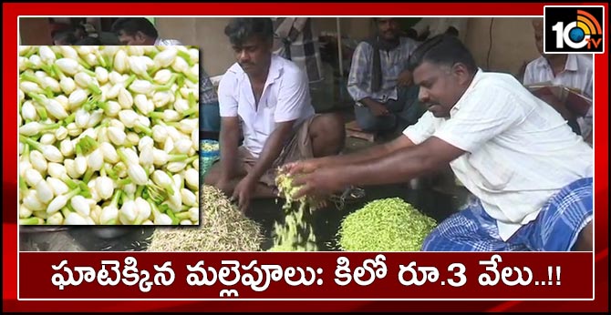 Madurai: jasmine flowers touches Rs 3000 per kg today following widespread rain