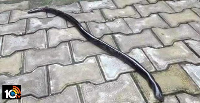 Minors caught trying to sell sand boa snake