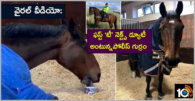 Police Horse Refuses To Work Without His Cup Of Morning Tea in  Merseyside England