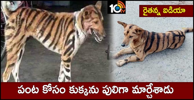 Shivamogga farmer paints tiger stripes on dog to stop monkeys from eating his crops