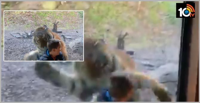 Watch: Tiger ‘attacks’ little boy at Dublin Zoo, leaves many terrified online