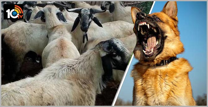 dog killed 40 sheeps