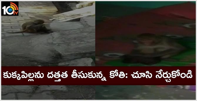 కుక్కపిల్లను దత్తత తీసుకున్న కోతి: చూసి నేర్చుకోండి కుక్కపిల్లను దత్తత తీసుకున్న కోతి: చూసి నేర్చుకోండి