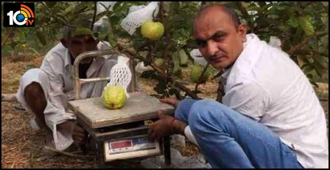 one guava Rs. 100 rupees selling hands on and taste is unique jagran special