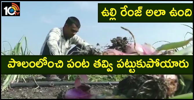 ఉల్లి రేంజ్ అలా ఉంది : పొలంలోంచి పంట తవ్వి పట్టుకుపోయారు ఉల్లి రేంజ్ అలా ఉంది : పొలంలోంచి పంట తవ్వి పట్టుకుపోయారు