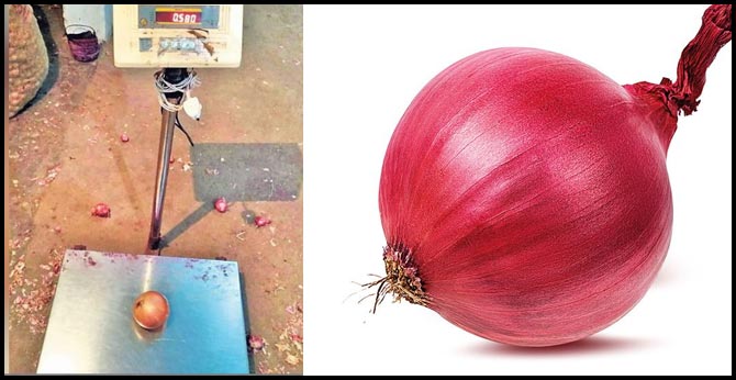 chhattisgarh raipur 6 -tons of onion from istanbul weighing 1 kg each two or theree onions 