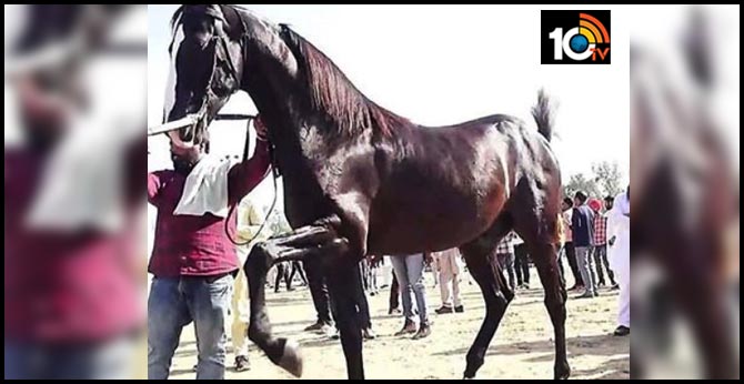 స్పెషల్ ఎట్రాక్షన్ :మెరుపు వేగంతో దూసుకెళ్లే గుర్రం రూ.10 కోట్లు..!! స్పెషల్ ఎట్రాక్షన్ :మెరుపు వేగంతో దూసుకెళ్లే గుర్రం రూ.10 కోట్లు..!!