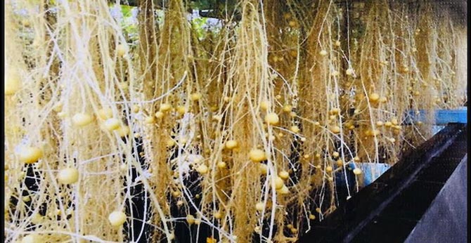 soil less aeroponic farming increase potato output yeld in karnal haryana