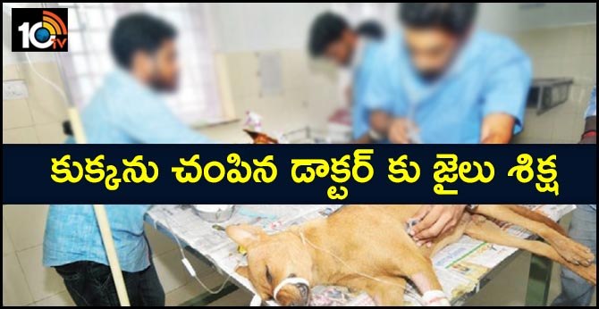 కుక్కను చంపిన డాక్టర్ కు జైలు శిక్ష కుక్కను చంపిన డాక్టర్ కు జైలు శిక్ష