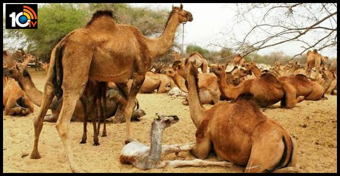 5,000 Feral Camels Shot Dead in Five Days in Drought-hit Australia