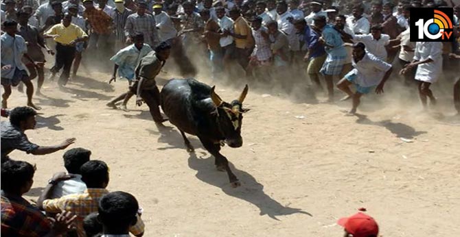 A tragedy in Jallikattu, The bull killed the young man