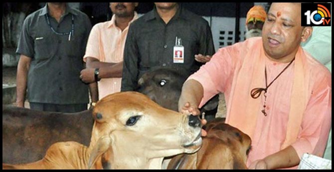 AFter PWD directs Junior engineers to tie stray cattle with ropes during CM  Adityanath's visit to UP's Mirzapur