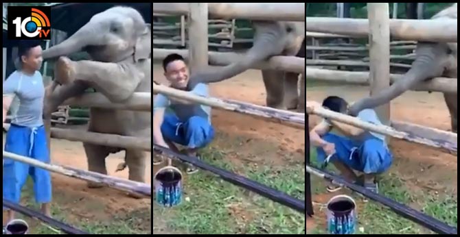 Adorable video of baby elephant playing with a man goes viral. Internet is in love