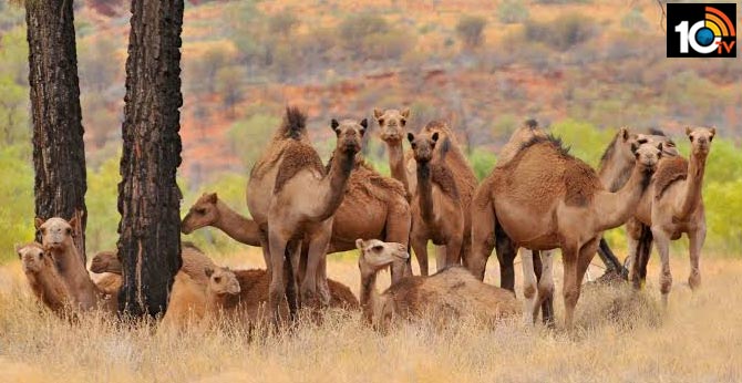 Australia To Kill Up To 10,000 Camels Amid Wildfires: Report
