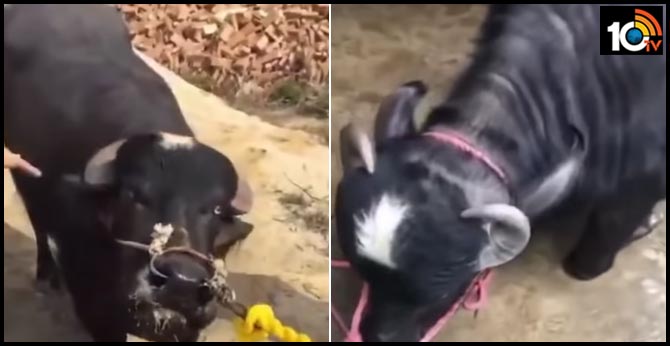 Cow Begs To Be Spared From Slaughter In Heartbreaking Video