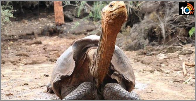 Diego, the Tortoise Whose High Drive Helped Save His Species, Retires