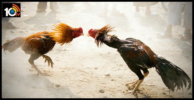Huge arrangements for chicken races in the two districts of Godavari