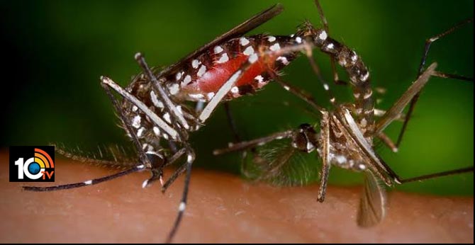 Horny mosquitoes in high demand: Why scientists are developing $exually active