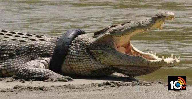 Indonesia Offers Reward for Plucking Tyre Tangled Around Giant Crocodile's Neck for Years