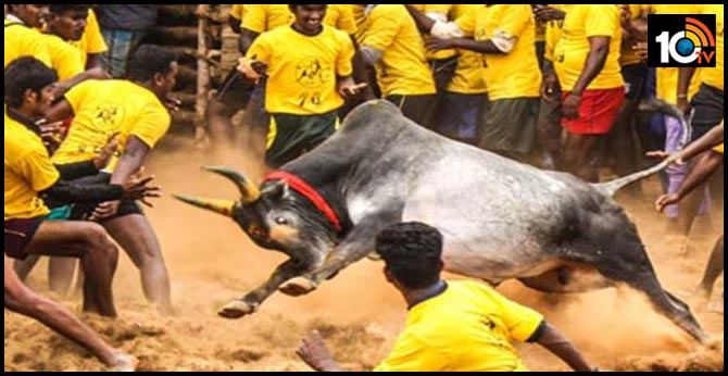 Jallikattu begins today