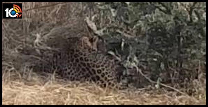 Leopard caught in a noose set for wild boars