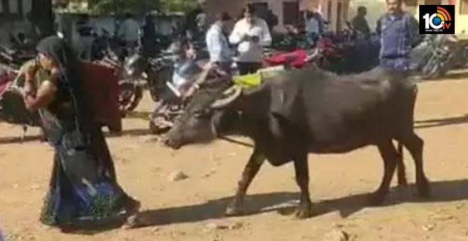 Madhya Pradesh Woman Offers Buffalo As Bride