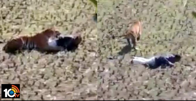 Man plays dead to protect himself from tiger. Viral video from Maharashtra will give you goosebumps