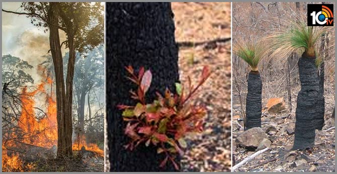 Photos: New Plants Are Already Growing in Australia’s Burnt Out Forests Even Without Rain!